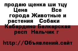 продаю щенка ши-тцу › Цена ­ 10 000 - Все города Животные и растения » Собаки   . Кабардино-Балкарская респ.,Нальчик г.